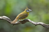 Image. White-throated Bulbul