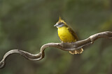 Image. White-throated Bulbul