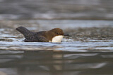 Image. White-throated Dipper