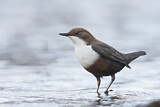Image. White-throated Dipper