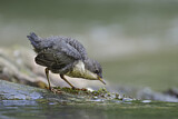 Image. White-throated Dipper