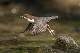 Image. White-throated Dipper