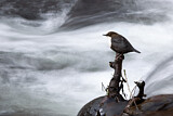 Image. White-throated Dipper