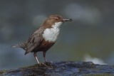 Image. White-throated Dipper