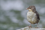 Image. White-throated Dipper