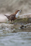 Image. White-throated Dipper