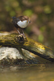 Image. White-throated Dipper