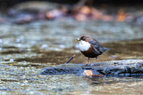 Image. White-throated Dipper