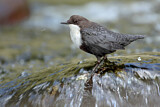 Image. White-throated Dipper