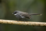 Image. White-throated Fantail