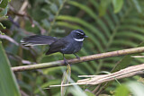 Image. White-throated Fantail