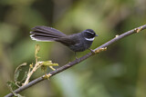 Image. White-throated Fantail