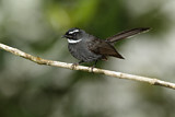 Image. White-throated Fantail