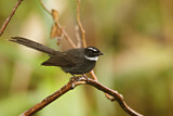 Image. White-throated Fantail