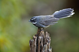 Image. White-throated Fantail