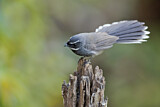 Image. White-throated Fantail