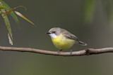 Image. White-throated Gerygone