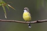 Image. White-throated Gerygone