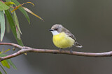 Image. White-throated Gerygone