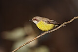 Image. White-throated Gerygone