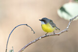 Image. White-throated Gerygone