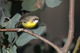 Image. White-throated Gerygone