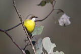 Image. White-throated Gerygone