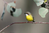 Image. White-throated Gerygone