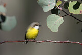 Image. White-throated Gerygone