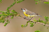 Image. White-throated Gerygone