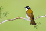 Image. White-throated Honeyeater