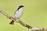 Image. White-throated Honeyeater