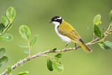 Image. White-throated Honeyeater