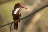 Image. White-throated Kingfisher