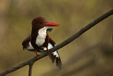 Image. White-throated Kingfisher