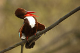 Image. White-throated Kingfisher