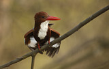 Image. White-throated Kingfisher