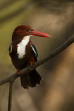 Image. White-throated Kingfisher