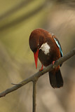 Image. White-throated Kingfisher