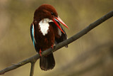 Image. White-throated Kingfisher