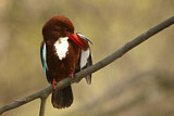 Image. White-throated Kingfisher