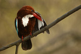 Image. White-throated Kingfisher