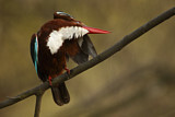 Image. White-throated Kingfisher