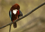 Image. White-throated Kingfisher