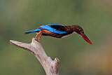 Image. White-throated Kingfisher