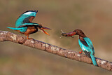 Image. White-throated Kingfisher