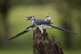Image. White-throated Magpie-jay