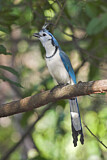 Image. White-throated Magpie-jay