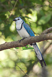 Image. White-throated Magpie-jay