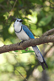 Image. White-throated Magpie-jay